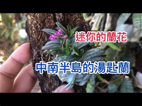 迷你蘭花|小型蘭花品種收藏指南